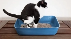 Се обложувам на мачката дома