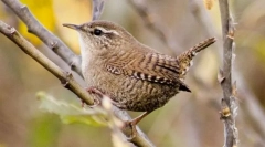 Стефан грмушка