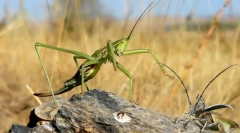 Степ д добка