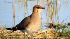 Степ тиркушка