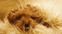 Стерилизација и статус на кучешка волна