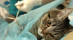 Стерилизација на мачката