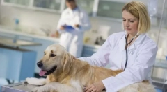 Стерилизација на куче