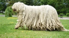 Одгледување раси на кучиња