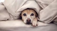 Стравувања од куче