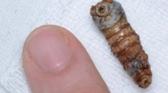 Страшни непријатни инсекти (27 фотографии)