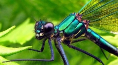 Dragonfly убавина-девојка