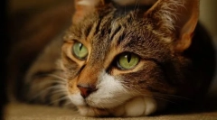 Стрес во мачка