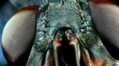 Структурата на очите и визијата на мувите