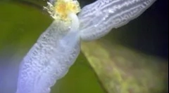 Структура и карактеристики на планариумот