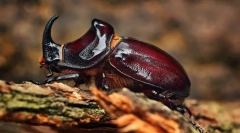 Градење инсекти