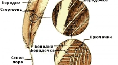 Структура на перје