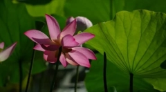 Структура на растенијата. Дефиниции и концепти