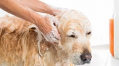 Структура на кожата на кучиња