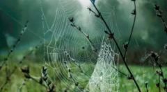 Структура, состав и видови на пајажини