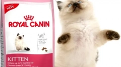 Сува храна за мачки кралскиот канин: најдобар квалитет во цената категорија