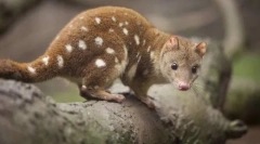 Бебе пченка