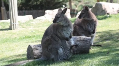 Храмот животни