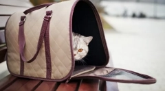 Торба-носење за мачки: удобно патување за милениче