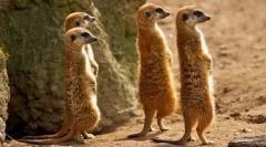 Meerkat (фото): смешни часовници, што е секогаш предупредување