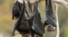 Постоењето на нестабилен глушец во зима