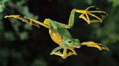 Дали има летачки жаби?