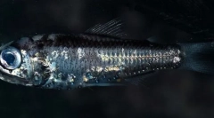 Блескав аншоа