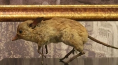 Свински нозе гангстер