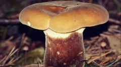 Свинско дебели