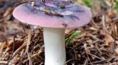 Сирихелога