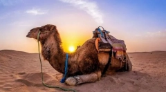 Тајните на камили. Како тие се припишени