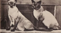 Тајландски и сијамски мачки: сличности и разлики