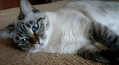 Тајландски мачки боја табби точка