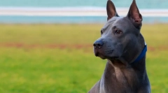 Тајландски раси на кучиња