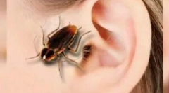 Тракакан во увото: симптоми и екстракција