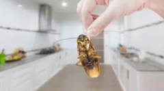 Лебарки во кујната: начини за заштита и уништување