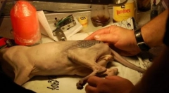 Тетоважа за мачката, или суров начин за животните