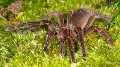 Терафаж русокоса