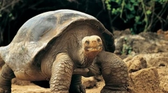 Терминот животни