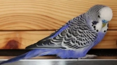 Пациент мачка и опсесивен папагал: видео каде што обнова зборува со меки миленичиња