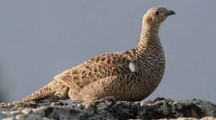 Teteryev (фотографии): вистински пион од шумата