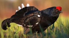 Тетров-кошах