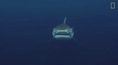 Тигар ајкула - една од најопасните ајкули во светот