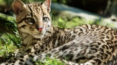 Тигар мачка