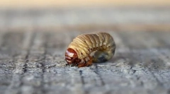 Видови на развој на инсекти