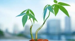 Видови растителни ткива