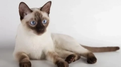 Тонкин мачка (теннез)