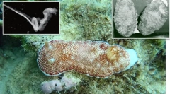 Топ 10: фитнес на животински светски гениталии