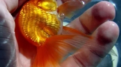 Топ 10 приказни за исплашената златна рипка