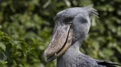 Топ 10 птици со најизарните клунови